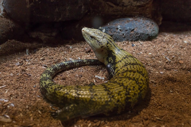 写真 アルゼンチンに生息する赤いテグウカメ