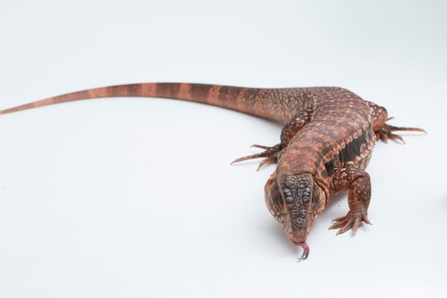 The red tegu lizard Salvator rufescens isolated on white background