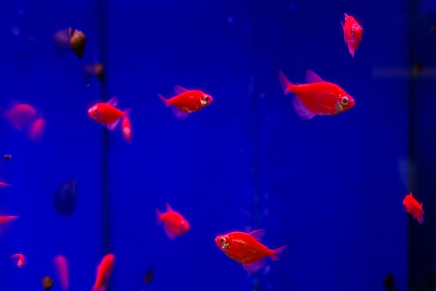파란 수족관에 있는 빨간 Ternetia Glofish