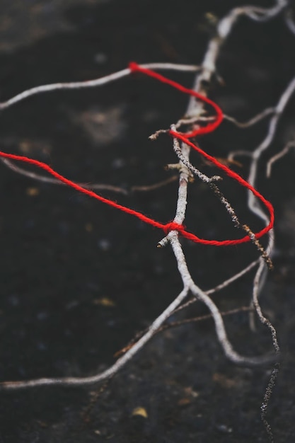 Photo red thread tangled in a dry branch