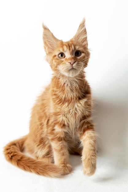Red threemonthold purebred Maine Coon kitten on a white background