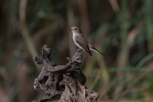 Red-throated Flycatcher (Ficedula albicilla) on the branches