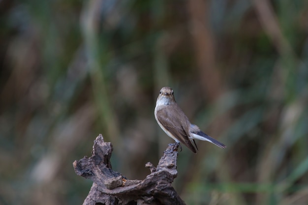 Red-throated vliegenvanger (Ficedula albicilla) op de takken