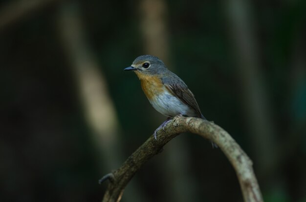 Red-throated vliegenvanger op de takken