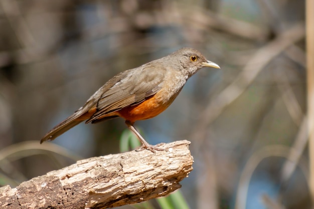 붉은 아구창 또는 Rufous-bellied Trush가 음식을 찾고있는 지점에 있습니다.