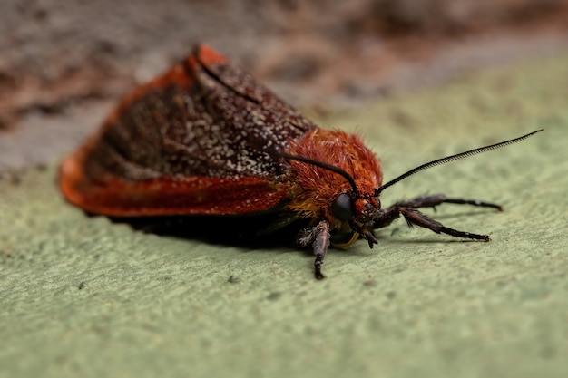 Red Tiger Moth van de stam Arctiini