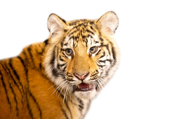 Red tiger on a white background