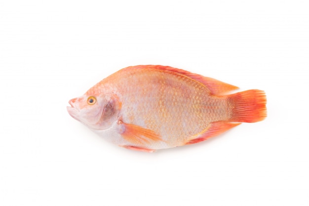 red tilapia fish on isolated white background