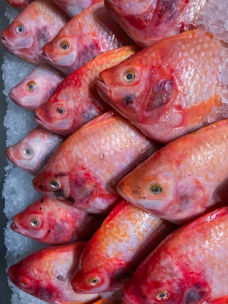 写真 氷の背景に赤ティラピアの魚