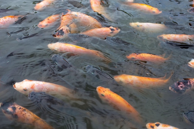 池の赤いティラピア魚