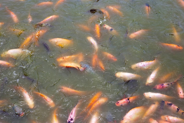 연못에 있는 붉은 틸라피아 물고기
