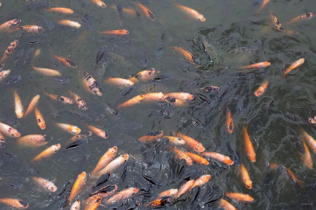 Red tilapia fish in the pond