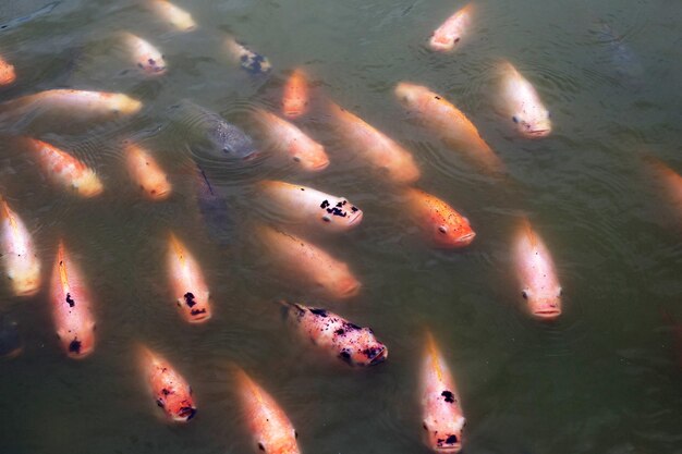 Red tilapia fish in the pond