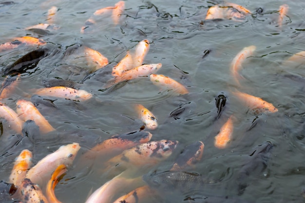 Red tilapia fish in the pond