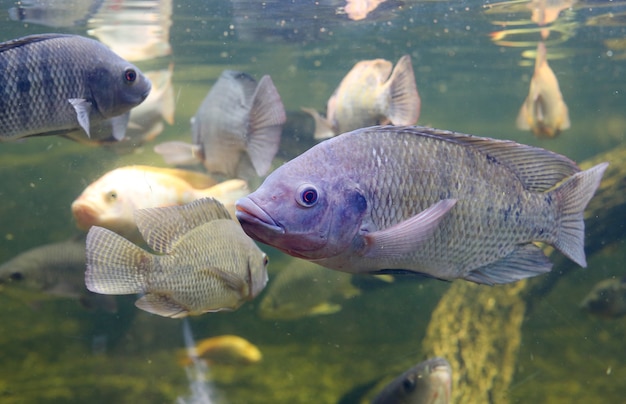 池の中で泳ぐ赤ティラピアの魚