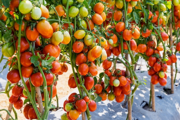 수확을위한 필드 농업에 빨간 토마토입니다.