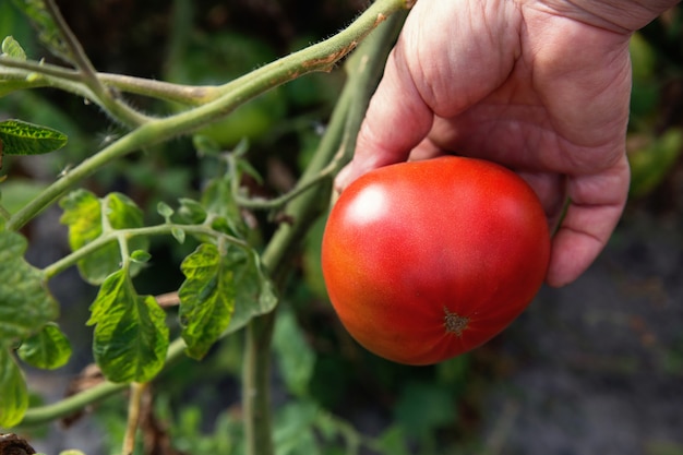 Red tomato on garden