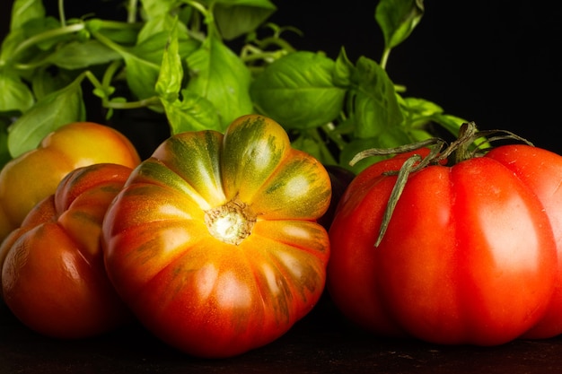 Red tomatoes and basil leaves on a dark background