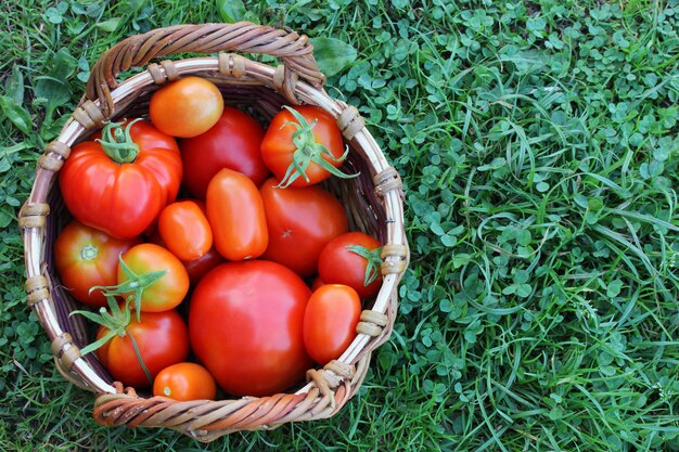 Red tomatoes in a basket.