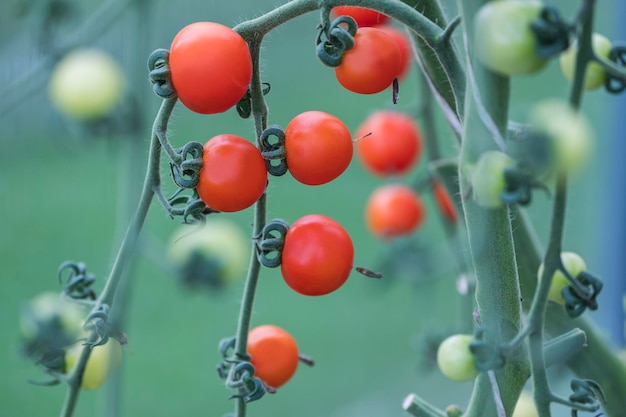 Red tomatoes grow on a branch in a greenhouse and in a greenhouse autumn harvest