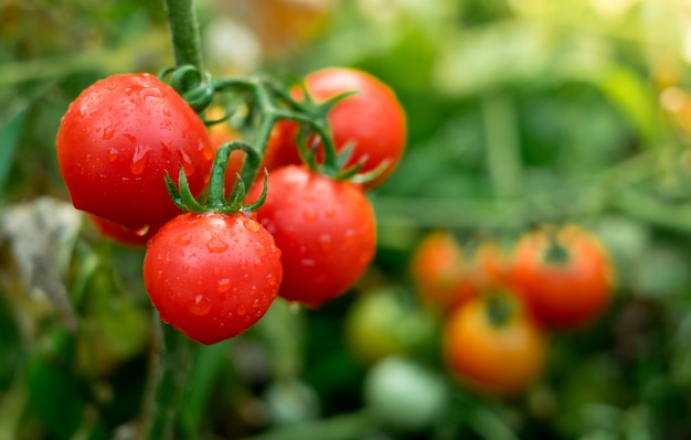 Red tomatoes in the organic garden.