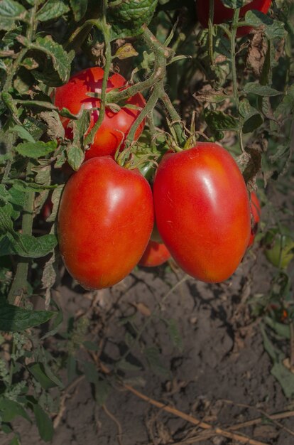 Red tomatoes plum growing in a greenhouse ready to pick. Fresh tomatoes plants