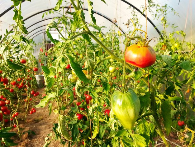 Red tomatoes ripening in greenhouse