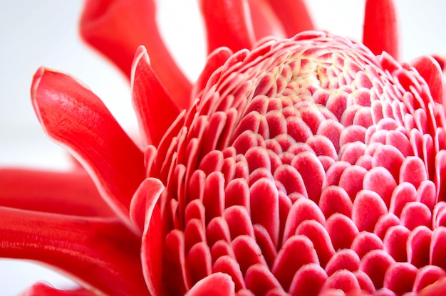 Red torch ginger flower