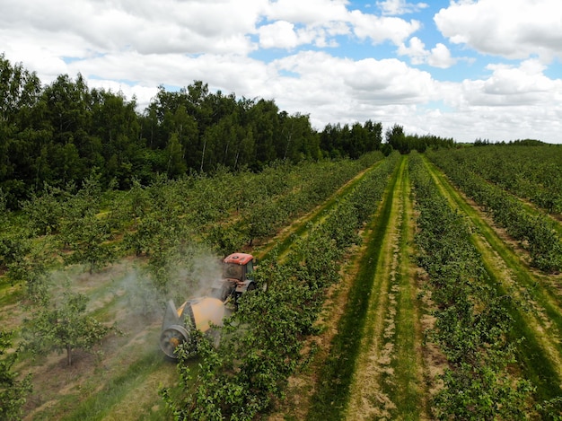 Un trattore rosso spruzza pesticidi in un meleto spruzzando un melo con un trattore