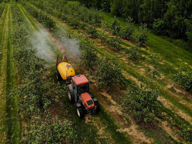 A red tractor sprays pesticides in an apple orchard spraying an
apple tree with a tractor