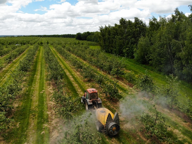 A red tractor sprays pesticides in an apple orchard spraying an\
apple tree with a tractor