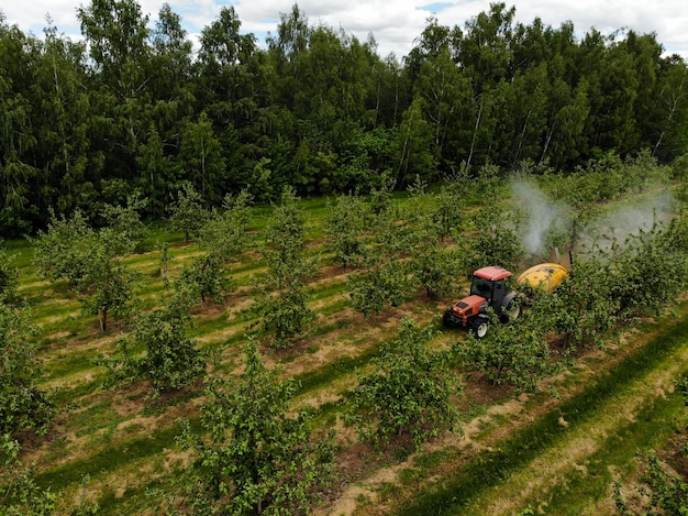 Un trattore rosso spruzza pesticidi in un meleto spruzzando un melo con un trattore