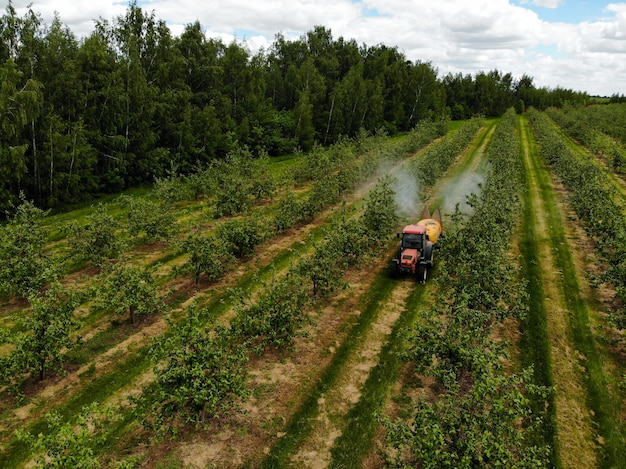 Красный трактор распыляет пестициды в яблоневом саду, опрыскивает яблоню трактором
