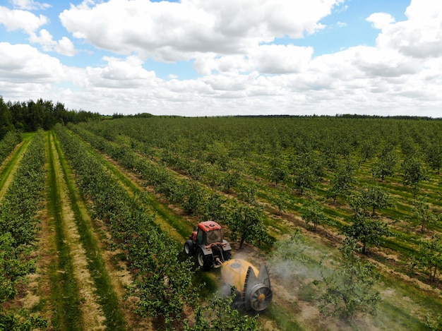 A red tractor sprays pesticides in an apple orchard spraying an\
apple tree with a tractor