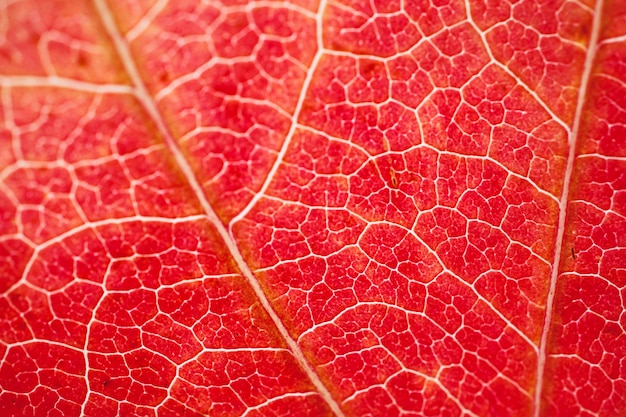 red tree leaf textured with autumn colors in autumn season, red bacground