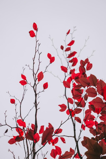 Red tree leaves in autumn season autumn colors