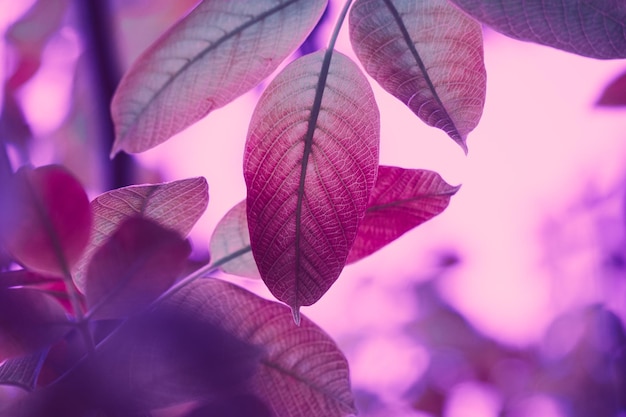 red tree leaves in autumn season, pink background