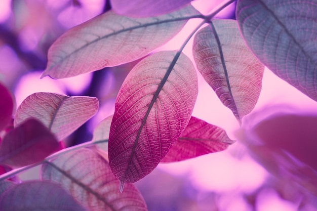 red tree leaves in autumn season, pink background