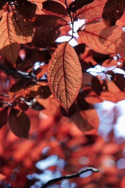 赤い木は秋の季節の赤い背景の自然に残します