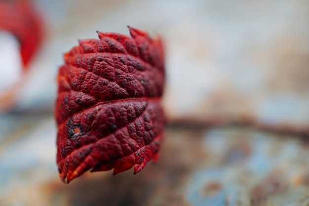 red tree leaves in the nature