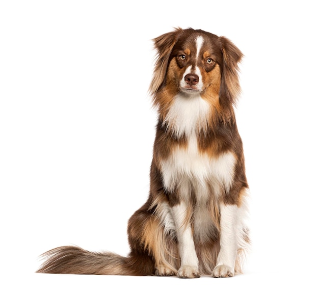 Red tricolor young one year old Australian Shepherd dog looking at the camera