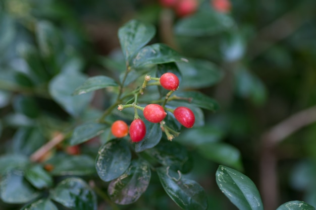 Photo red tropical berry