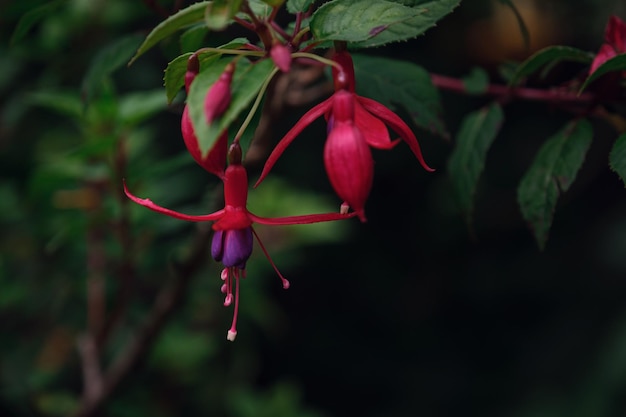 Red Tropical flower in dark green garden Thailand