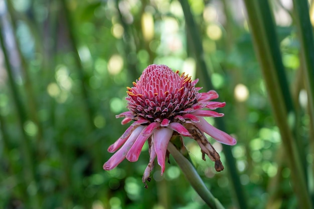 インドネシア バリ島の赤い熱帯の花をクローズ アップ