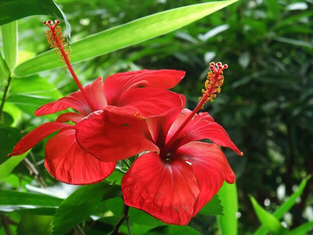 red tropical flowers