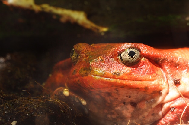 Photo red tropical frog