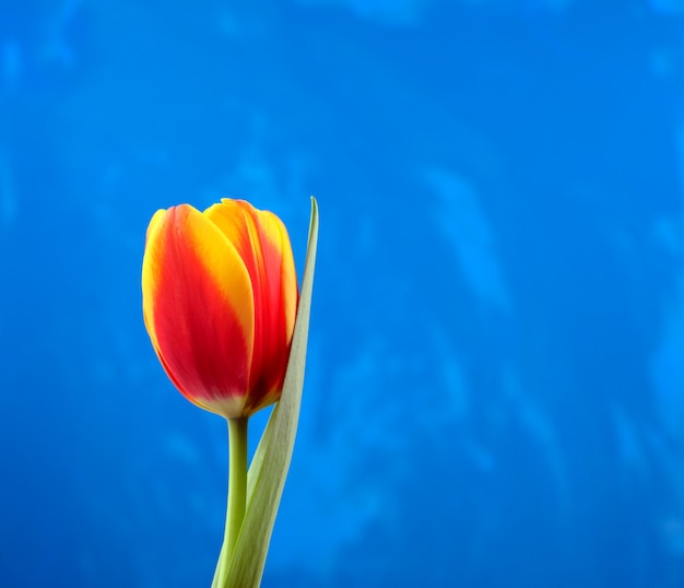 Red tulip against blue grunge background.