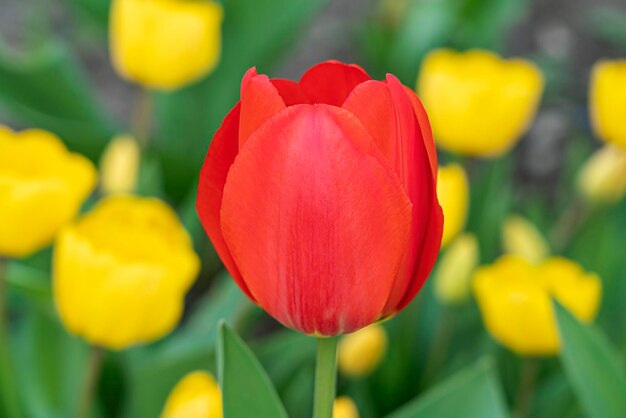 Red tulip on a background of yellow tulips