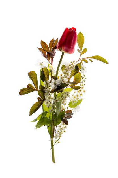 Red Tulip and bird-cherry tree flowers isolated. Fresh spring bouquet composition.