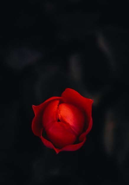 Red tulip on black background